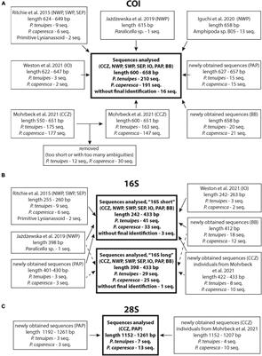 Pandora’s Box in the Deep Sea –Intraspecific Diversity Patterns and Distribution of Two Congeneric Scavenging Amphipods